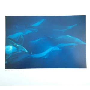 Poster Photo Nature SCOTT WINER ‘Pacific White Sided Dolphin Catalina Island‘ Must-Have